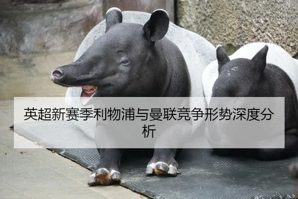 ying-chao-xin-sai-ji-li-wu-pu-yu-man-lian-jing-zheng-xing-shi-shen-du-fen-xi-2-759.jpg